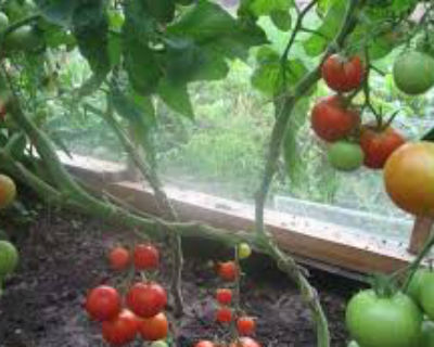 Как да се излее доматите в оранжерията поликарбонат