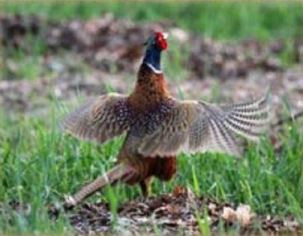 Як правильно полює на фазана
