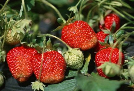 Cum de a alege tipul corect de căpșuni pentru plantare