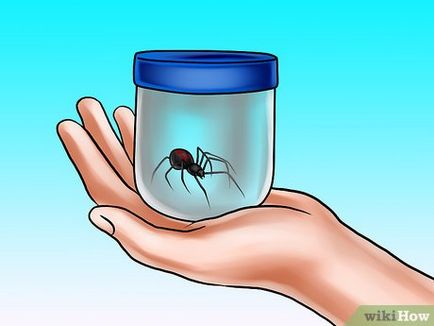 Cum să recunoască mușcăturile de păianjen