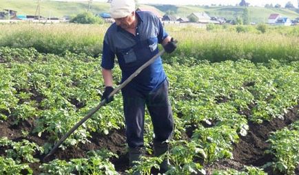 Hogyan növény burgonya alatt ásó (lapátot a növény a burgonya) Milyen a növény a burgonya mellett a lapátot