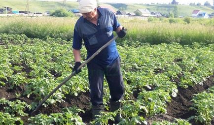 Як садити картоплю під лопату