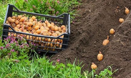 Як садити картоплю під лопату