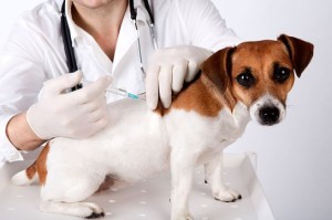 Cum să dai o șansă la câine, intramuscular - injecții subcutanate la câine, la St. Petersburg