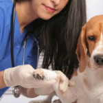 Cum să dați o șansă cîinilor intramuscular - injecții subcutanate la câine, la St. Petersburg