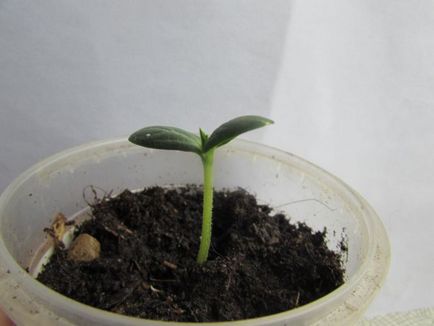 Cum să semene semințe de castravete în cupe, omj