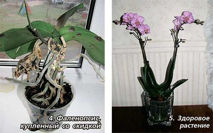 Cum să salvezi o orhidee