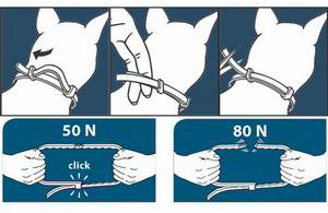 Як вибрати відповідний нашийник для вашої собаки - корисна інформація для любителів собак в клубі