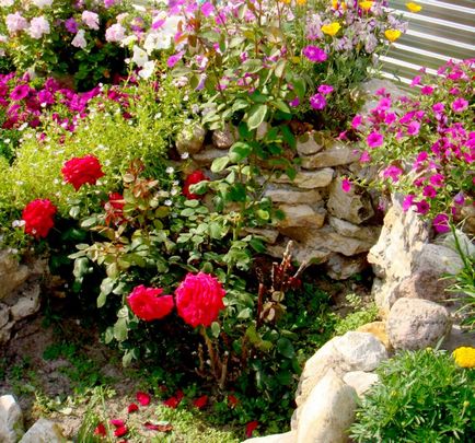 Як вибрати рослини для альпійської гірки корисні поради, садоводство24