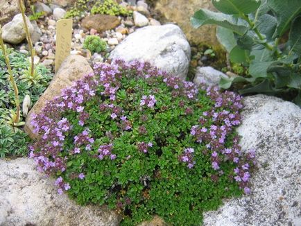 Як вибрати рослини для альпійської гірки корисні поради, садоводство24