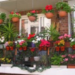 Cum de a alege flori pentru fereastra dvs. - plante de interior