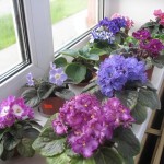 Як вибрати квіти для вашого вікна - кімнатні рослини