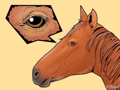Як вилікувати захворювання очей у коня