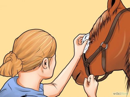 Як вилікувати захворювання очей у коня