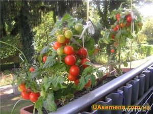 Cum să crească legume pe balcon modul de a alege sol, dacă este posibil să se aplice îngrășăminte, de îngrijire pentru