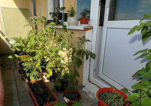 Cum să crească legume pe balcon modul de a alege sol, dacă este posibil să se aplice îngrășăminte, de îngrijire pentru