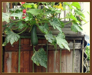 Cum să crească legume pe balcon modul de a alege sol, dacă este posibil să se aplice îngrășăminte, de îngrijire pentru