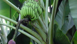 Як виростити бананову пальму, поради, знання, рішення