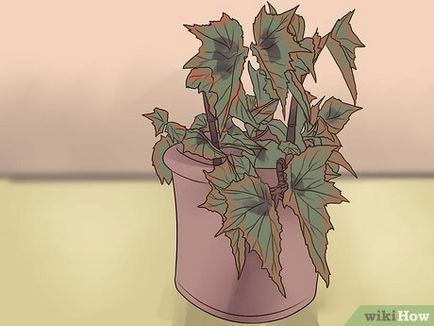 Cum de a ridica begonia