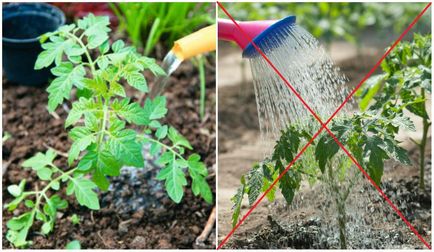 Как да растат домати без разсад