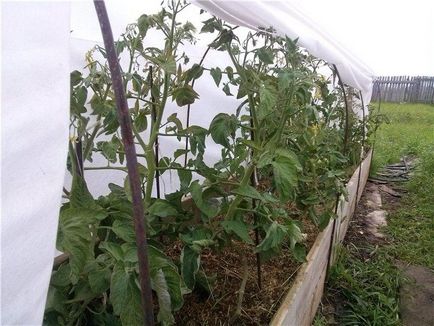 Як виростити помідори без розсади