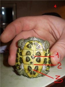 Hogyan adja meg a próba teknős helyén piros fülű csúszkák