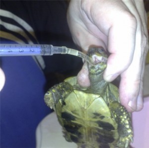 Hogyan adja meg a próba teknős helyén piros fülű csúszkák