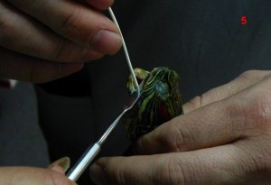 Як вводити зонд черепасі сайт про червоновухих черепах