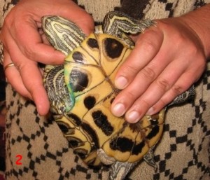 Cum să inserați o probă de broască țestoasă într-un site web despre broaștele țestoase roșii