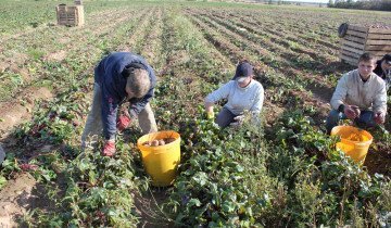 Cum se păstrează sfecla astfel încât cultura să rămână până în sezonul următor