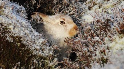 În timp ce iepure se pregătește pentru iarnă, ce face pentru supraviețuire