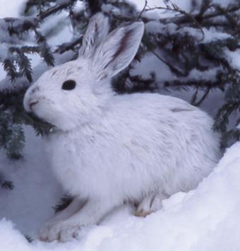 Як заєць готується до зими, що він робить для виживання