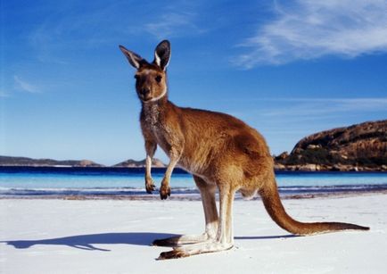 Cum trăiesc în spatele dealului sanitare bogate în Australia?