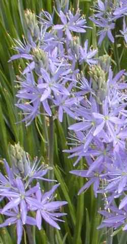 Camassia - îngrijire, cultivare, fotografie, portal universal