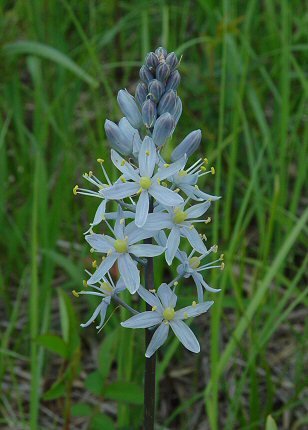 Camassia - îngrijire, cultivare, fotografie, portal universal