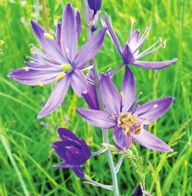 Camassia - îngrijire, cultivare, fotografie, portal universal