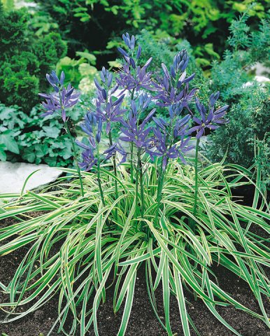 Camassia - îngrijire, cultivare, fotografie, portal universal