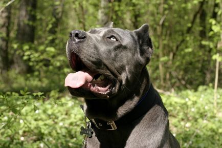 Cane Corso apărător cu un personaj