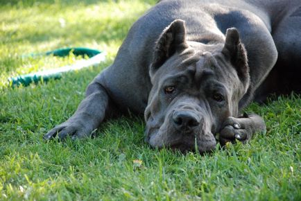 Cane Corso védő jellegét