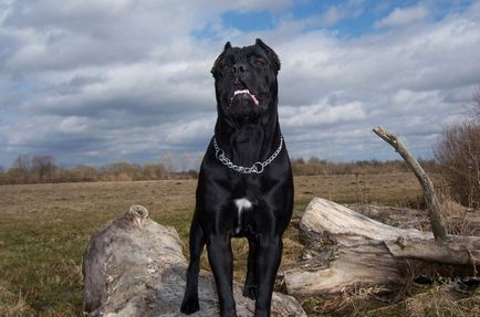 Cane Corso apărător cu un personaj