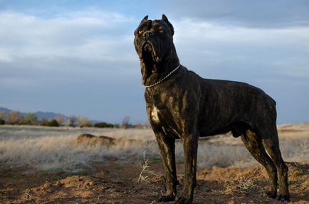 Cane Corso apărător cu un personaj