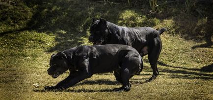 Cane Corso apărător cu un personaj