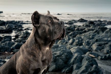 Cane Corso apărător cu un personaj