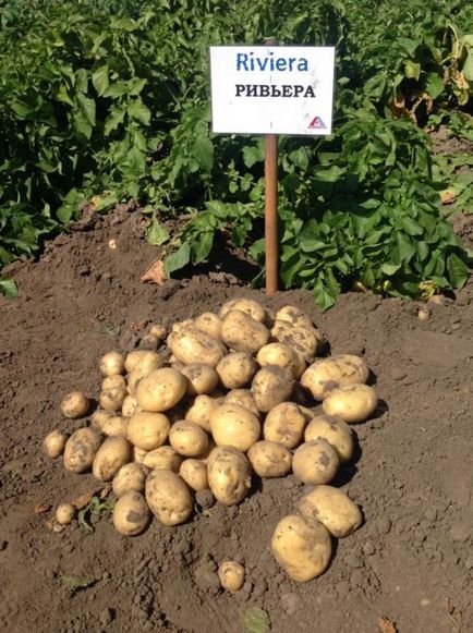 Potato Riviera - o descriere a soiului cu fotografii, plantare, îngrijire și alte aspecte ale videoclipului și recenzii