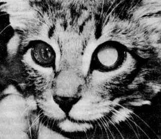 Катаракта у кішки катаракта у кішок собак і інших тварин відновлення зору