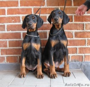 Ce visă catelusul labrador, cățelușul meu