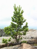 Cedar - record-lung-ficat printre toate pin de mari dimensiuni
