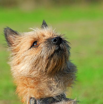 Kern-terrier - orașul zooinform