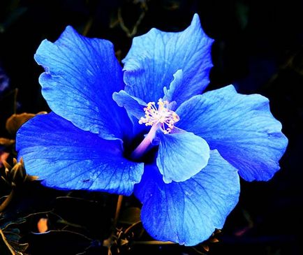 Trandafir chinezesc sau floare de hibiscus de moarte - specii, soiuri, fotografie