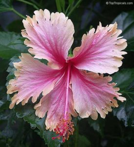 Trandafir chinezesc sau floare de hibiscus de moarte - specii, soiuri, fotografie